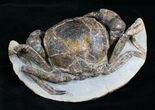 D Prepared Tumidocarcinus Giganteus Crab Fossil #4397-4